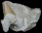 Otodus Shark Tooth Fossil In Rock - Eocene #60204-1